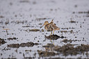 BUITEN BEELD Foto: 329518