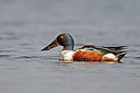 BUITEN BEELD Foto: 329584