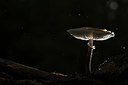 BUITEN BEELD Foto: 329677