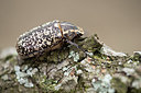 BUITEN BEELD Foto: 329869