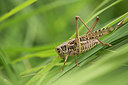 BUITEN BEELD Foto: 329870