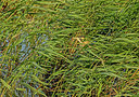 BUITEN BEELD Foto: 329893