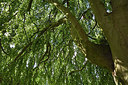 BUITEN BEELD Foto: 329899