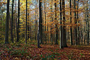 BUITEN BEELD Foto: 329913