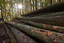 BUITEN BEELD Foto: 329914
