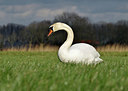 BUITEN BEELD Foto: 329931
