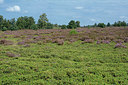 BUITEN BEELD Foto: 329944