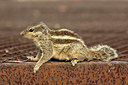 BUITEN BEELD Foto: 329963