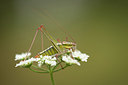 BUITEN BEELD Foto: 330005