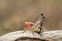 BUITEN BEELD Foto: 330012