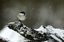 BUITEN BEELD Foto: 330058