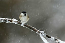 BUITEN BEELD Foto: 330061