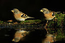 BUITEN BEELD Foto: 330077