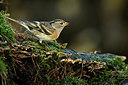BUITEN BEELD Foto: 330078