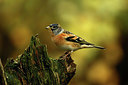 BUITEN BEELD Foto: 330090