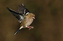 BUITEN BEELD Foto: 330094