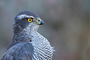 BUITEN BEELD Foto: 330111
