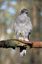 BUITEN BEELD Foto: 330113