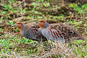 BUITEN BEELD Foto: 330208