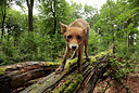 BUITEN BEELD Foto: 330276