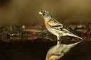 BUITEN BEELD Foto: 330319
