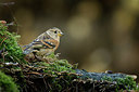BUITEN BEELD Foto: 330322