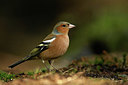 BUITEN BEELD Foto: 330327