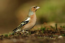BUITEN BEELD Foto: 330328