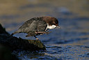 BUITEN BEELD Foto: 330358