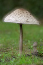 BUITEN BEELD Foto: 330413