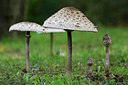 BUITEN BEELD Foto: 330414