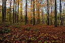 BUITEN BEELD Foto: 330418