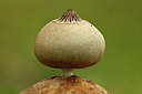 BUITEN BEELD Foto: 330507