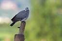 BUITEN BEELD Foto: 330513