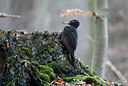 BUITEN BEELD Foto: 330672