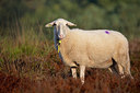 BUITEN BEELD Foto: 330855
