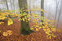 BUITEN BEELD Foto: 330925