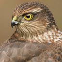 BUITEN BEELD Foto: 331246