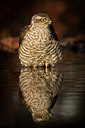 BUITEN BEELD Foto: 331251