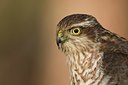 BUITEN BEELD Foto: 331275