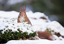 BUITEN BEELD Foto: 331294