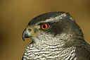 BUITEN BEELD Foto: 331305
