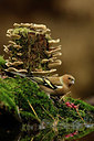 BUITEN BEELD Foto: 331307