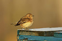 BUITEN BEELD Foto: 331315