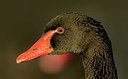 BUITEN BEELD Foto: 331341
