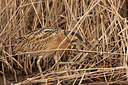 BUITEN BEELD Foto: 331417