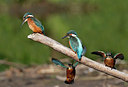 BUITEN BEELD Foto: 331420