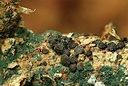 BUITEN BEELD Foto: 331472