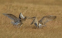 BUITEN BEELD Foto: 331533