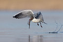 BUITEN BEELD Foto: 331536